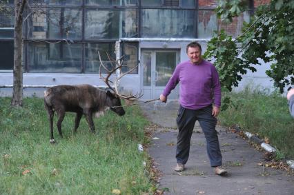 Северный олень