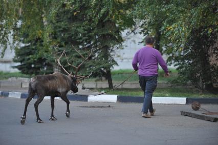 Северный олень