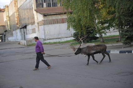 Северный олень