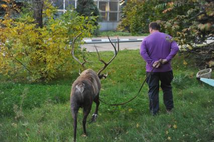 Северный олень