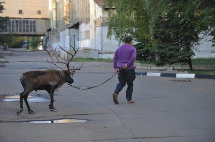 Северный олень