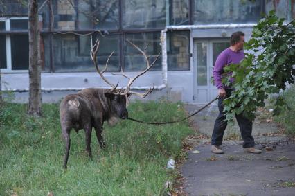 Северный олень