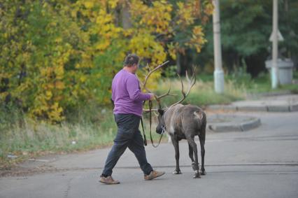 Северный олень