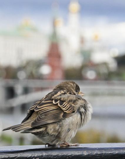 Воробей.