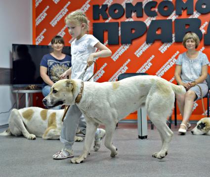 В новосибирской редакции `Комсомольской правды` в преддверии дня кинолога прошел фестиваль собак. На снимке: ребенок с среднеазиатской овчаркой.