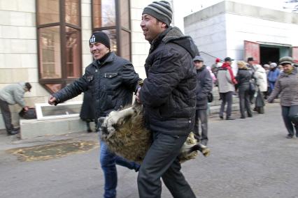 Празднование курбан-байрам в Уфе. На снимке: мужчины тащат барана.