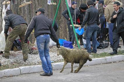 Празднование курбан-байрам в Уфе. На снимке: мужчина тащит барана по улице.