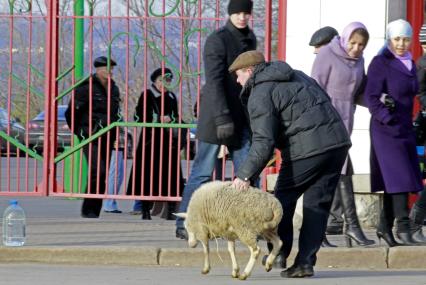 Празднование курбан-байрам в Уфе. На снимке: мужчина ведет барана.