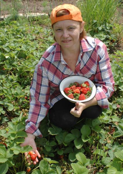 Женщина собирает клубнику в огороде.