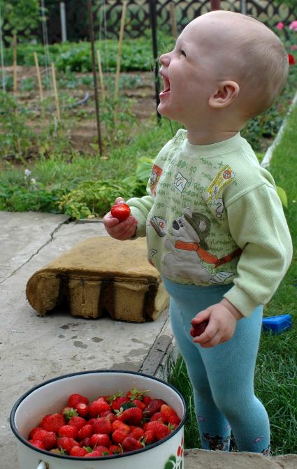 Ребенок кушает ягоды клубники.
