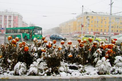 Первый снег в Барнауле засыпает цветочную клумбу.