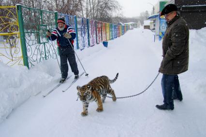 В Барнаульский зоопарк прибыла амурская тигрица по кличке Багира. На снимке: директор барнаульского зоопарка Сергей Писарев прогуливается с тигрицей на цепи.