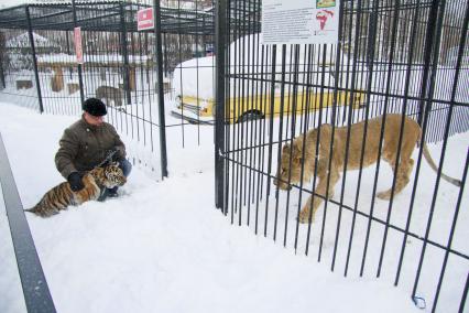 В Барнаульский зоопарк прибыла амурская тигрица по кличке Багира. На снимке: директор барнаульского зоопарка Сергей Писарев знакомит тигрицу с остальными обитателями зоопарка.