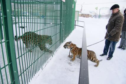В Барнаульский зоопарк прибыла амурская тигрица по кличке Багира. На снимке: директор барнаульского зоопарка Сергей Писарев знакомит тигрицу с остальными обитателями зоопарка.