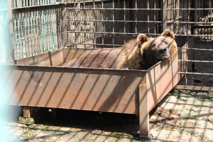 Медведь лежит в ванне с водой.