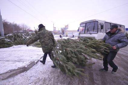 Елочный базар. На снимке: Покупатели несут сосну.