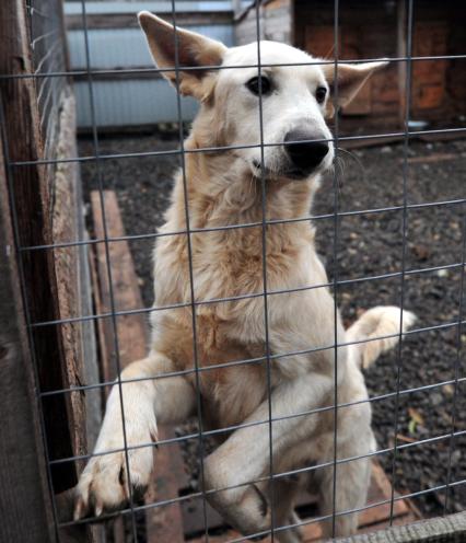 Последствия пожара в приюте для бездомных животных `Альма` . На снимке: бездомная собаки.
