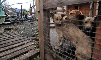 Последствия пожара в приюте для бездомных животных `Альма` . На снимке: бездомные собаки.