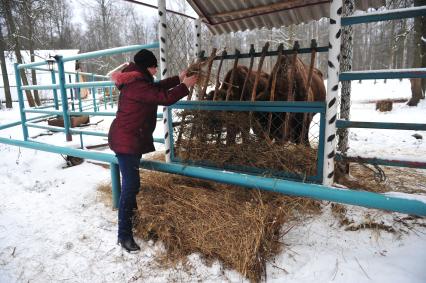 Приокско - Террасный государственный природный биосферный заповедник. На снимке: зубры у кормушки.