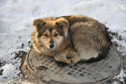 Бездомная собака зимой греется на крышке люка.