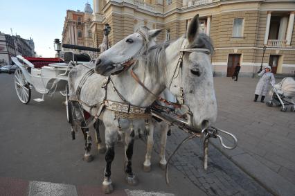 Одесса. На снимке: пара лошадей, запряженные в карету.