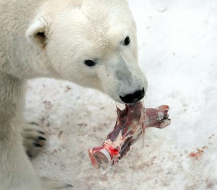 Белый медведь с костью в зубах.
