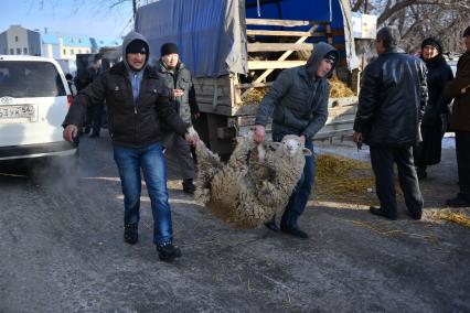 Мужчины несут барана по улице.