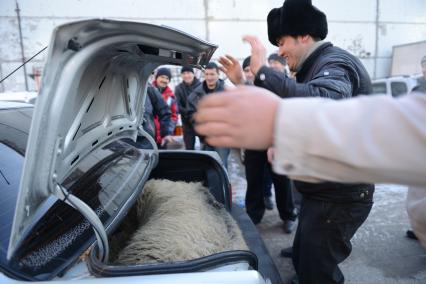 Мужчина запихивают в багажник легкового автомобиля живого барана.