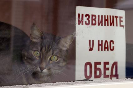 Кошка в учреждении сидит за стеклом, на стекле табличка: `Извините, у нас обед`.