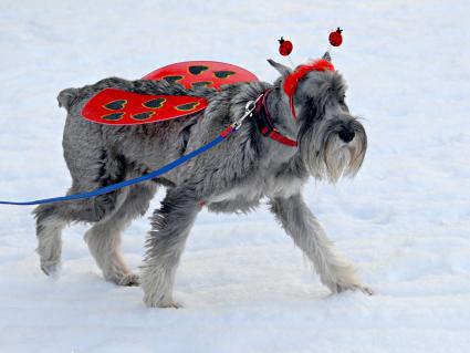 Собака в зимней одежде.