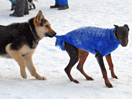 Собака в зимней одежде.