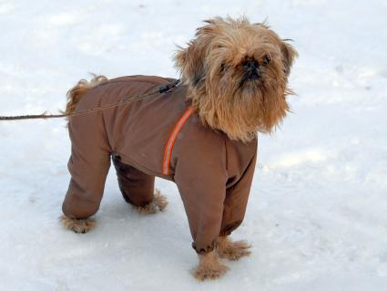 Собака в зимней одежде.