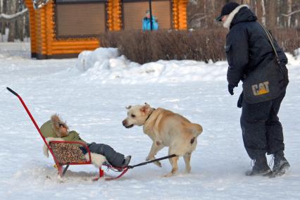 Собака катает ребенка в санках.