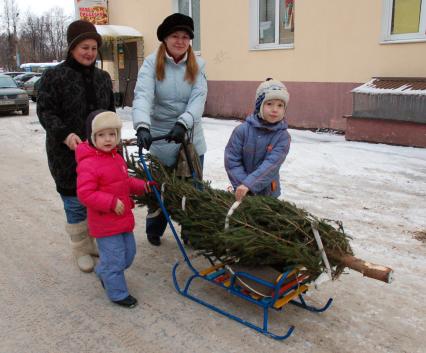 Семья ( мама, бабушка, двое детей ) везут домой новогоднюю елку на санках.