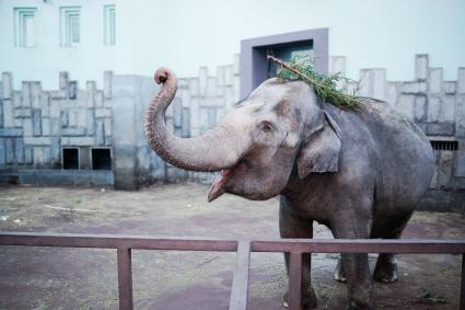 Слониха Даша в екатеринбургском зоопарке играетс новогодней елкой.