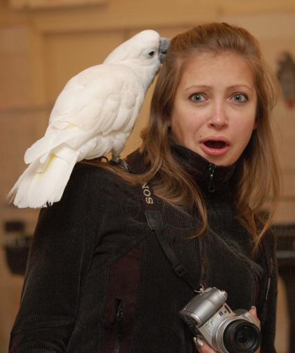 На выставке экзотических птиц в Туле попугай сидит на плече у девушки.