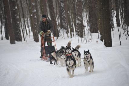 Природно-исторический парк `Кузьминки-Люблино`. На снимке: катание на собачьей упряжке из сибирских хасок.