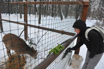 Косуля в вольере.