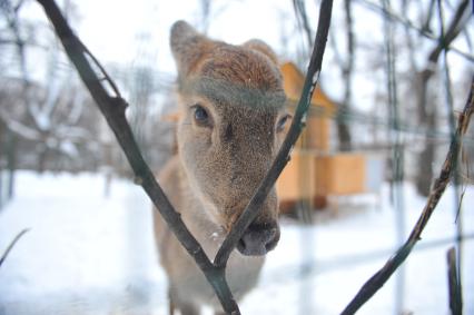 Косуля в вольере.