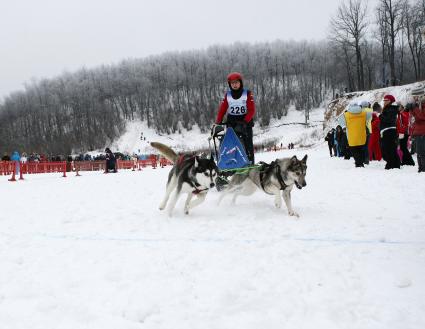 В Самаре проходят соревнования заезды на собачьих упряжках. На снимке: участница соревнований на санях с собаками в упряжке.