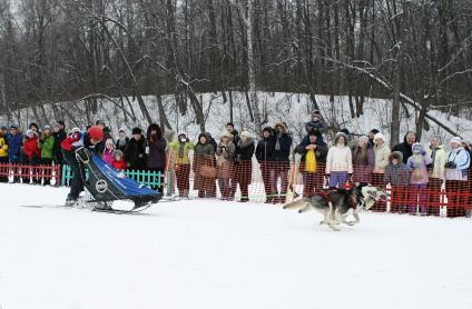 В Самаре проходят соревнования заезды на собачьих упряжках. На снимке: участница соревнований на санях с собаками в упряжке.