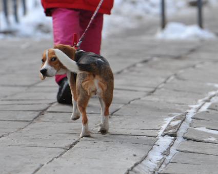 Собака бигль на поводке.