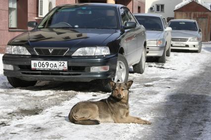 Собака охраняет автомобили зимой.