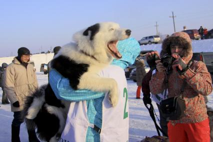 Гонки на собачьих упряжках в Барнауле. На снимке: участница соревнований держит на руках своего питомца.