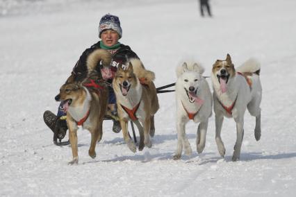 Гонки на собачьих упряжках в Барнауле. На снимке: участник соревнований на санях с упряжкой собак.