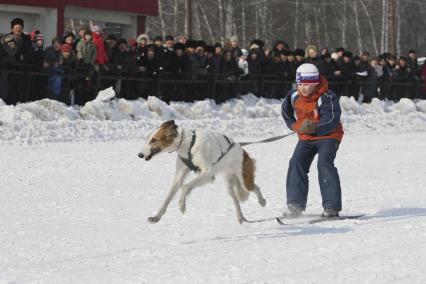 Гонки на собачьих упряжках в Барнауле. На снимке: ребенок лыжник с собакой породы русская борзая в упряжке.