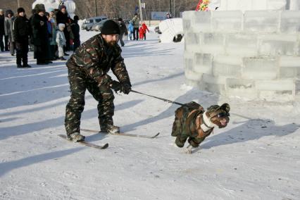 Мужчина на лыжах едет с собачьей упряжкой.