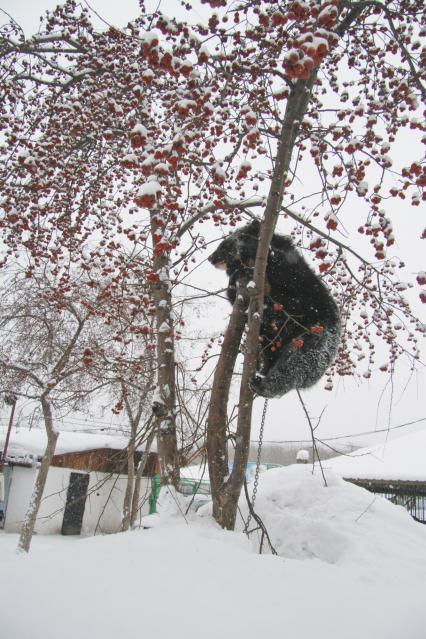 Гималайский медвежонок Жора из барнаульского зоопарка ест боярышник зимой.