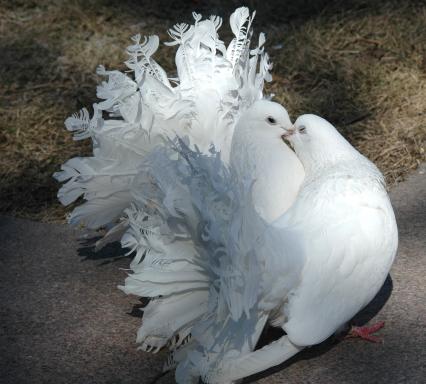Белые голуби целуются.
