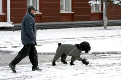 Мужчина выгуливает собаку, собака в комбинезоне.